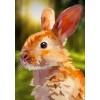 EXCLUSIVE Elvira Clement - Rabbit Forest