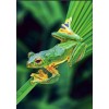 EXCLUSIVE Elvira Clement - Frog on Leaf