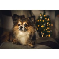 Christmas Chihuahua Diamo...