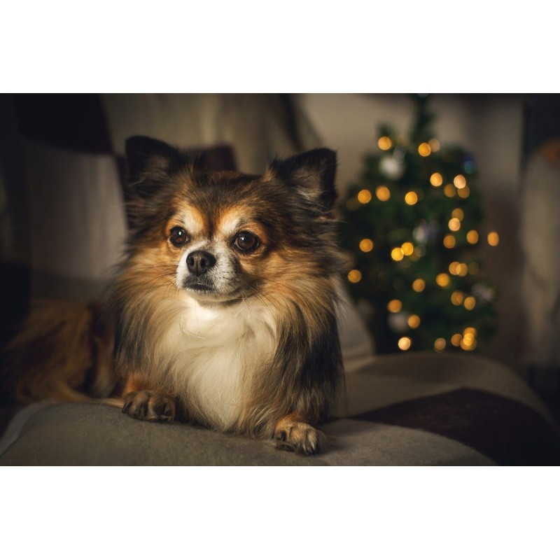 Christmas Chihuahua ...