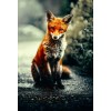 Curious Fox - Photo by Alex Andrews