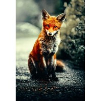 Curious Fox - Photo by Al...